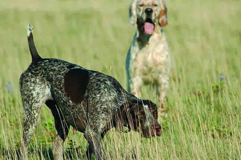 Cani da caccia